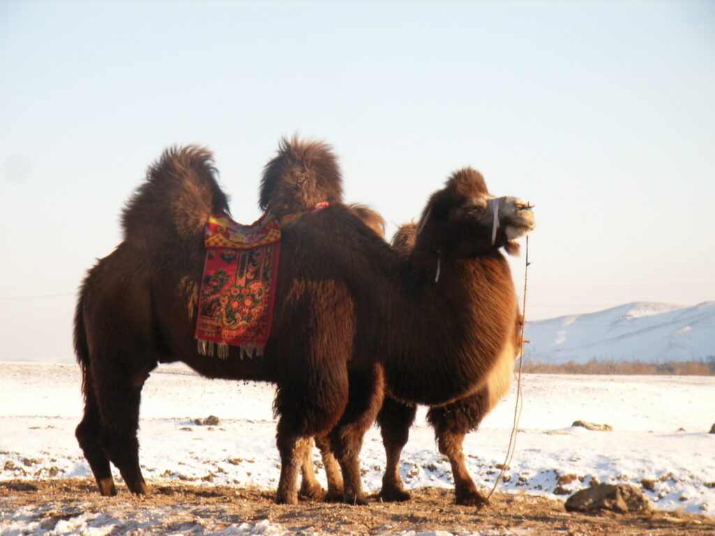 Fluffy Camels